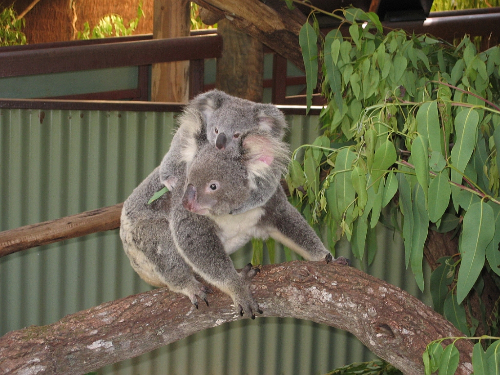 071 Rainforestation.jpg